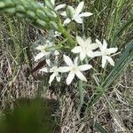 Ornithogalum narbonense flower picture by Tine X (cc-by-sa)