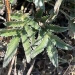 Potentilla hippiana leaf picture by Joseph Littlehorn (cc-by-sa)