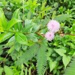 Mimosa pudica leaf picture by gk rvs (cc-by-sa)