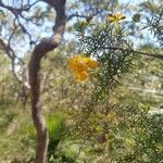 Pultenaea glabra flower picture by Mairead Tamsin Young Tamsin (cc-by-sa)