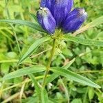 Gentiana linearis flower picture by Marianne Morency-Landry (cc-by-sa)