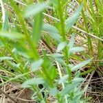 Linum strictum leaf picture by josiane Morineau (cc-by-sa)