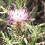 Centaurea hyssopifolia flower picture by Diego Alex (cc-by-sa)