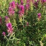 Melampyrum arvense habit picture by Greif Stefan (cc-by-sa)