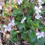 Viola reichenbachiana habit picture by Piotto Simone (cc-by-sa)