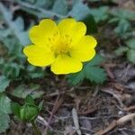 Potentilla aurea flower picture by josh (cc-by-sa)