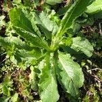 Lactuca virosa habit picture by Frederic Vieilledent (cc-by-sa)