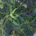 Cistus inflatus leaf picture by Dominique Ponton (cc-by-sa)