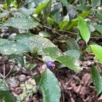 Psychotria leiocarpa fruit picture by Rufino Felipe (cc-by-sa)