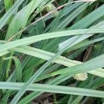 Carex polysticha leaf picture by Trap Hers (cc-by-sa)