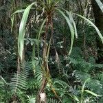 Cordyline sellowiana habit picture by Trap Hers (cc-by-sa)