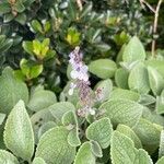 Plectranthus argentatus flower picture by Sam Romeyn (cc-by-sa)