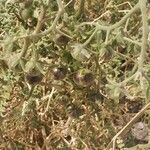 Solanum chilense fruit picture by Guillermo Bueno (cc-by-sa)