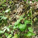 Mitella diphylla habit picture by angie g (cc-by-sa)