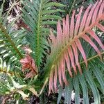 Blechnum brasiliense leaf picture by JP Corrêa Carvalho (cc-by-sa)