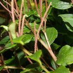 Peperomia elata habit picture by Nelson Zamora Villalobos (cc-by-nc)