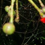 Marcgravia brownei fruit picture by Nelson Zamora Villalobos (cc-by-nc)