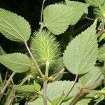 Acalypha arvensis leaf picture by Nelson Zamora Villalobos (cc-by-nc)