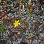 Hypoxis juncea habit picture by Sylvain Piry (cc-by-sa)