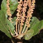 Clethra consimilis habit picture by Nelson Zamora Villalobos (cc-by-nc)