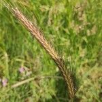 Hordeum secalinum fruit picture by Stéphane MARTIN (cc-by-sa)