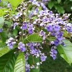 Vitex cooperi flower picture by SINAC Pérez Greivin (cc-by-sa)