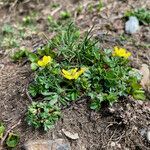 Potentilla brauneana habit picture by Fabien Anthelme (cc-by-sa)