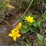 Caltha palustris flower picture by Mathilde Guntzberger (cc-by-sa)