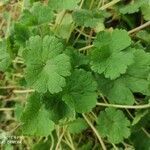 Geranium rotundifolium leaf picture by Martine Waquet (cc-by-sa)