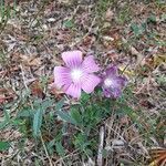 Malva punctata flower picture by Alix Wilmouth (cc-by-sa)