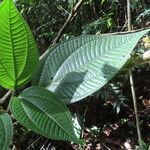 Bellucia mespiloides leaf picture by SINAC Pérez Greivin (cc-by-sa)