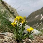 Erysimum duriaei habit picture by Fabien Anthelme (cc-by-sa)