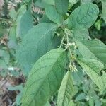 Solanum americanum leaf picture by Leandro da silva pereira (cc-by-sa)