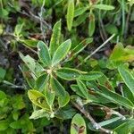 Kalmia polifolia leaf picture by Jayme DePaolo (cc-by-sa)