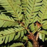 Calliandra bijuga leaf picture by Nelson Zamora Villalobos (cc-by-nc)