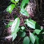 Aristotelia chilensis leaf picture by Ortiz Carlos (cc-by-sa)