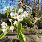 Pyrus communis flower picture by shakti (cc-by-sa)