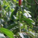 Costus woodsonii habit picture by Hervé Goëau (cc-by-sa)