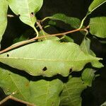 Pouteria foveolata leaf picture by Nelson Zamora Villalobos (cc-by-nc)