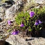 Primula glutinosa flower picture by Traudl Staller-Mattersberger (cc-by-sa)