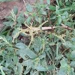 Amaranthus spinosus habit picture by Trap Hers (cc-by-sa)