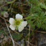 Saxifraga pubescens flower picture by margarida vila (cc-by-sa)