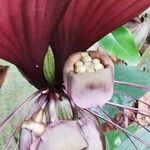 Tacca chantrieri fruit picture by Chee Keong Chan (cc-by-sa)