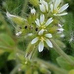 Cerastium glomeratum flower picture by Serge LE DOARÉ (cc-by-sa)