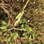 Crotalaria pallida habit picture by Prasanta Hembram (cc-by-sa)