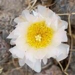 Tephrocactus alexanderi flower picture by Trap Hers (cc-by-sa)