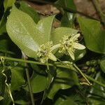 Passiflora obtusifolia flower picture by Nelson Zamora Villalobos (cc-by-nc)