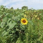 Helianthus annuus habit picture by Emanuele Santarelli (cc-by-sa)