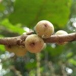 Ficus hookeriana fruit picture by Dieter Albrecht (cc-by-sa)