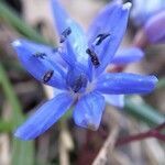 Scilla vindobonensis flower picture by Michael Andresek (cc-by-sa)